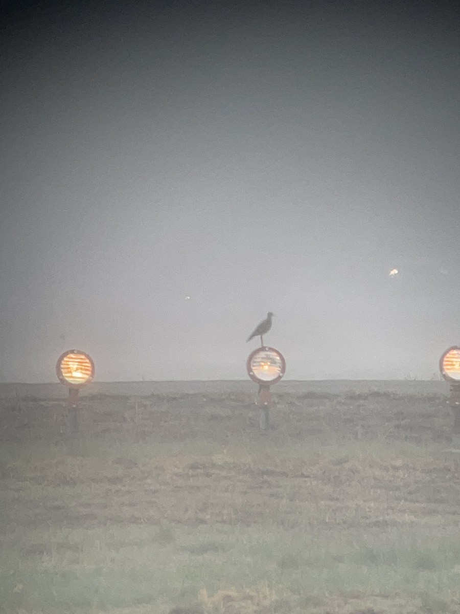 Upland Sandpiper - ML634933844