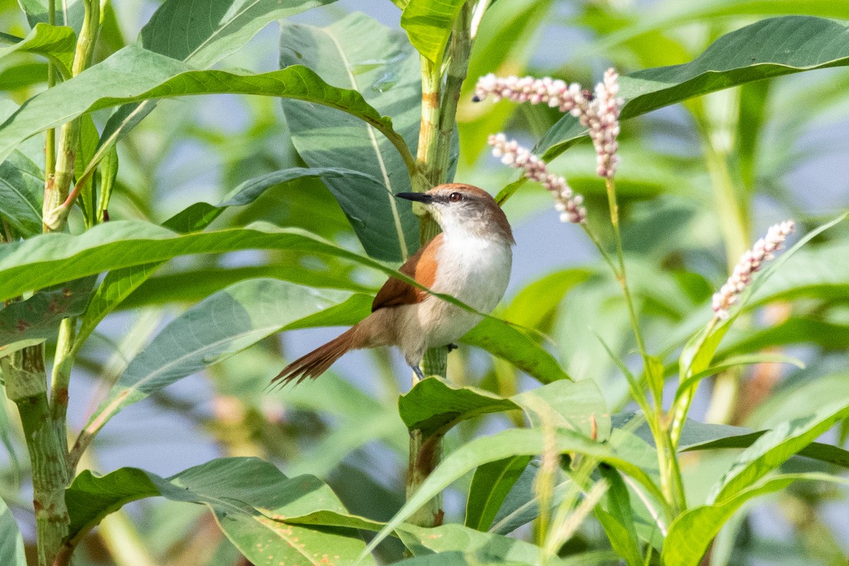 Yellow-chinned Spinetail - ML634933889
