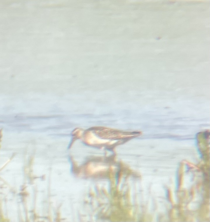 Chevalier sylvain - ML634933904