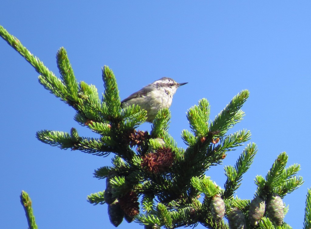 Red-breasted Nuthatch - ML63493391