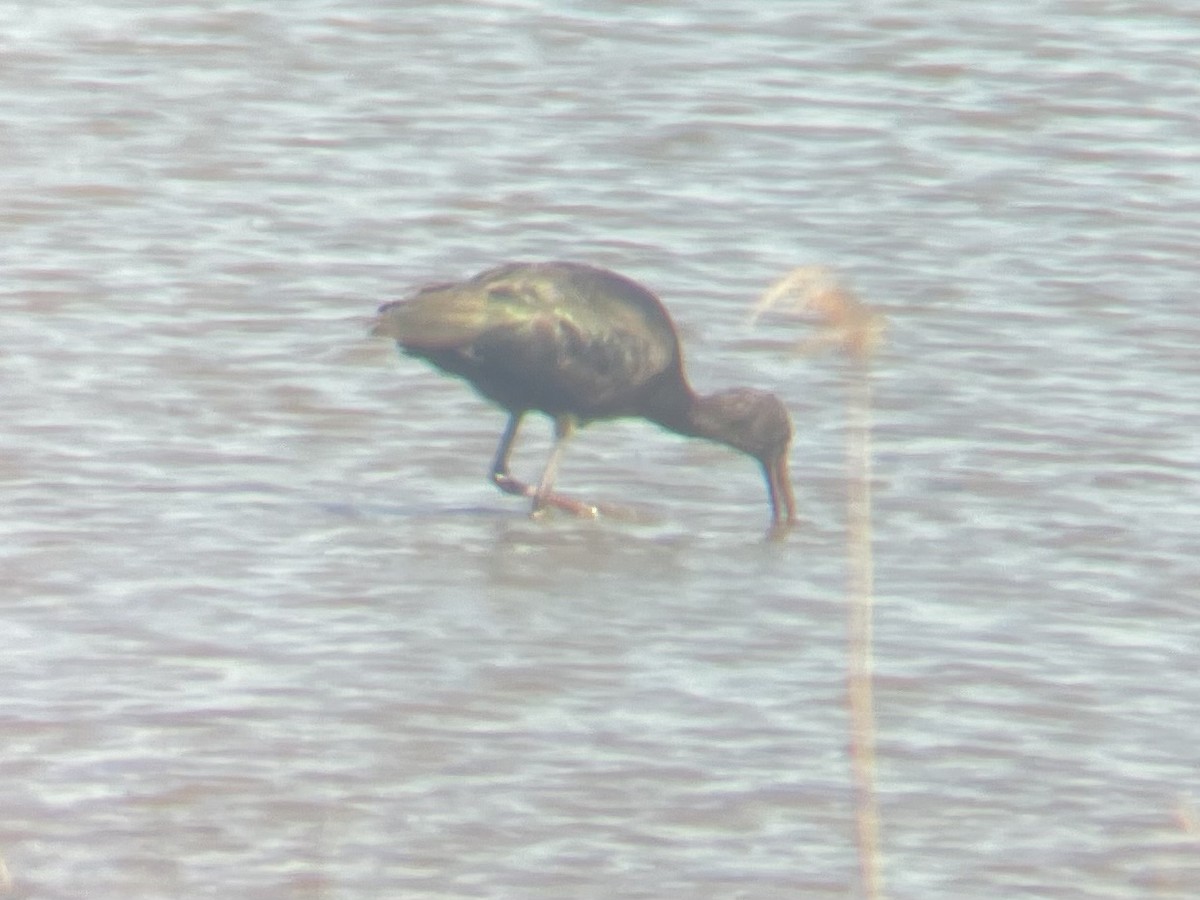 Ibis falcinelle - ML634933926