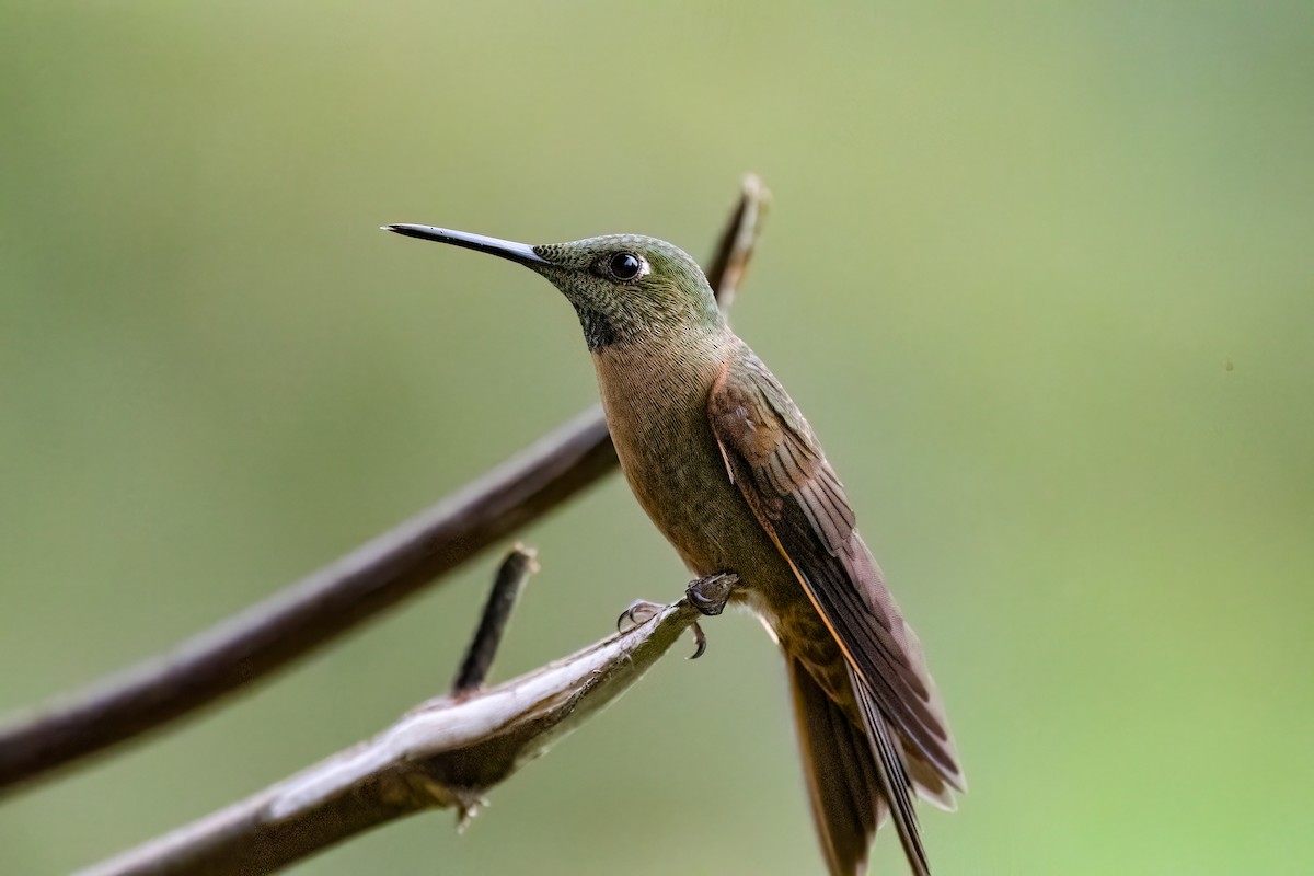 Fawn-breasted Brilliant - ML634933979