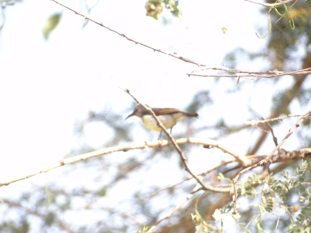 Purple-rumped Sunbird - ML634934021