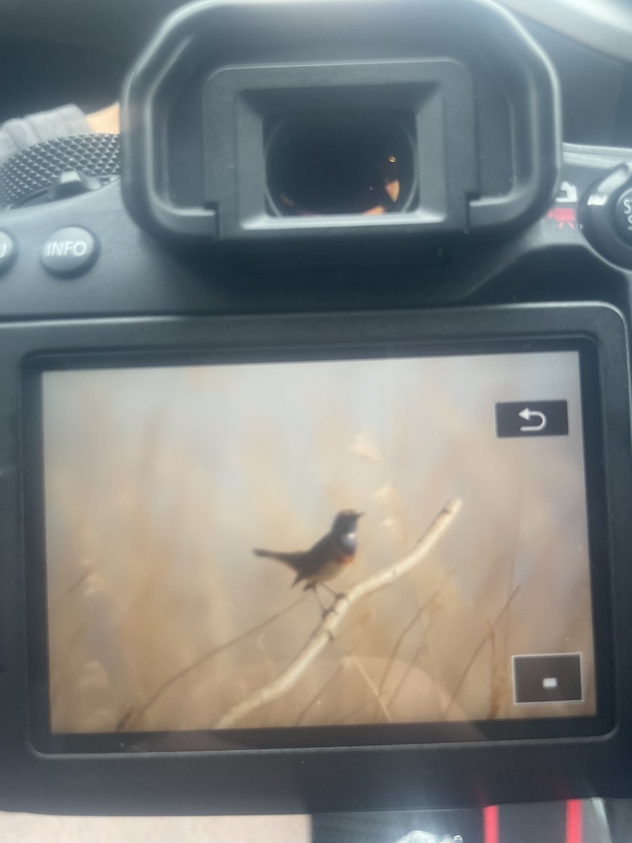 Gorgebleue à miroir (cyanecula/namnetum) - ML634934028