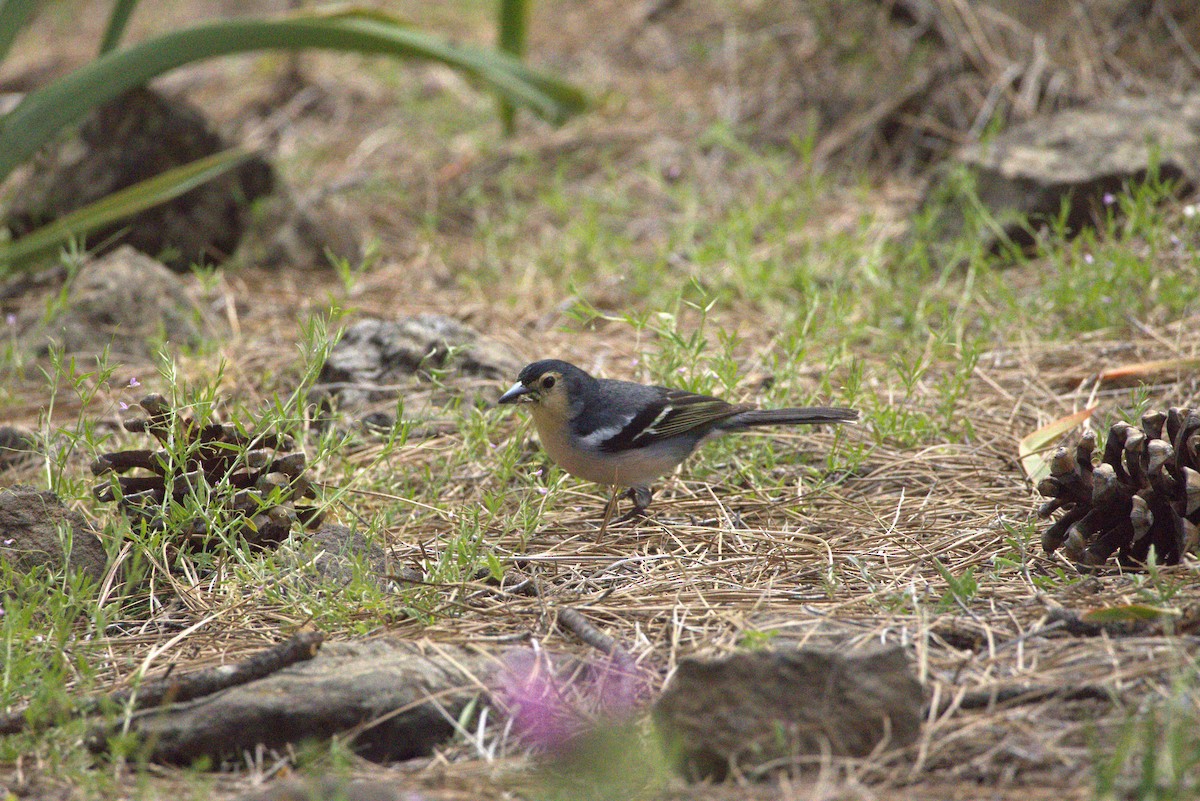 Canary Islands Chaffinch (Canary Is.) - ML634934077