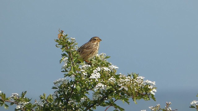 Corn Bunting - ML634934248