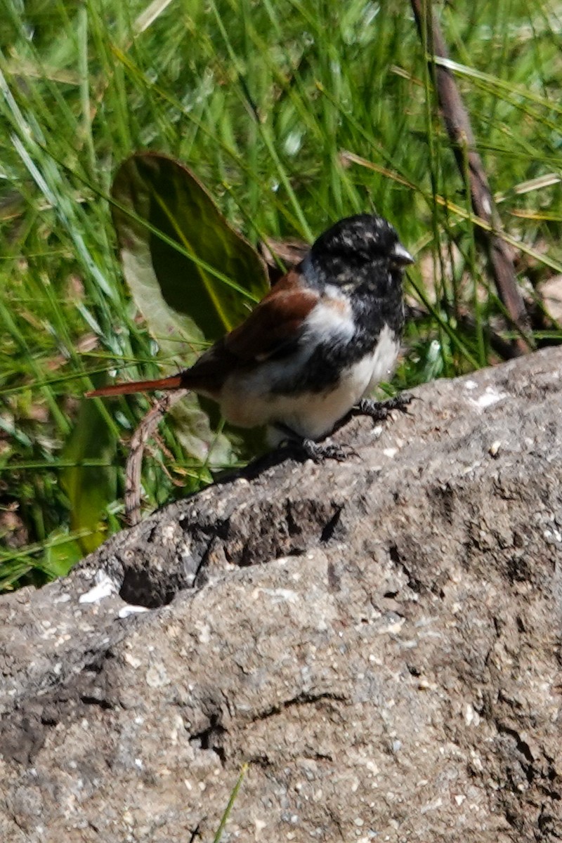Black-headed Canary - ML634934256