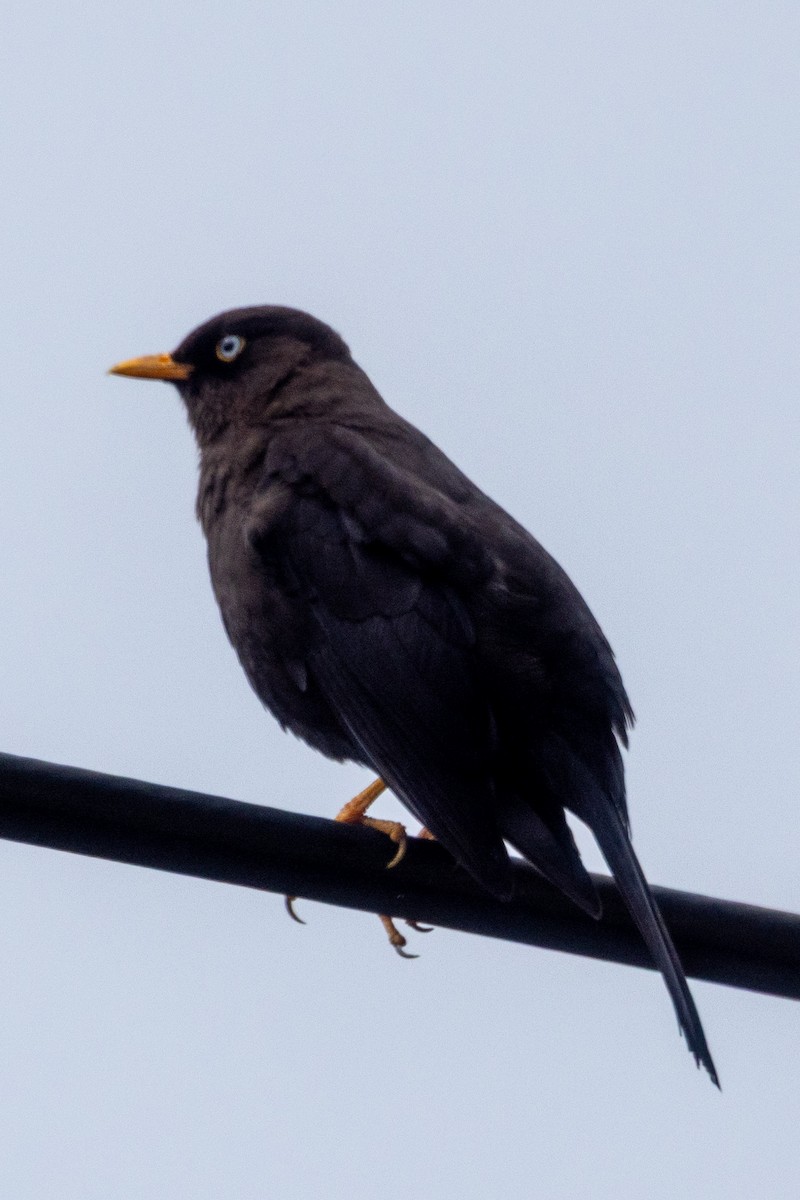 Sooty Thrush - ML634934354