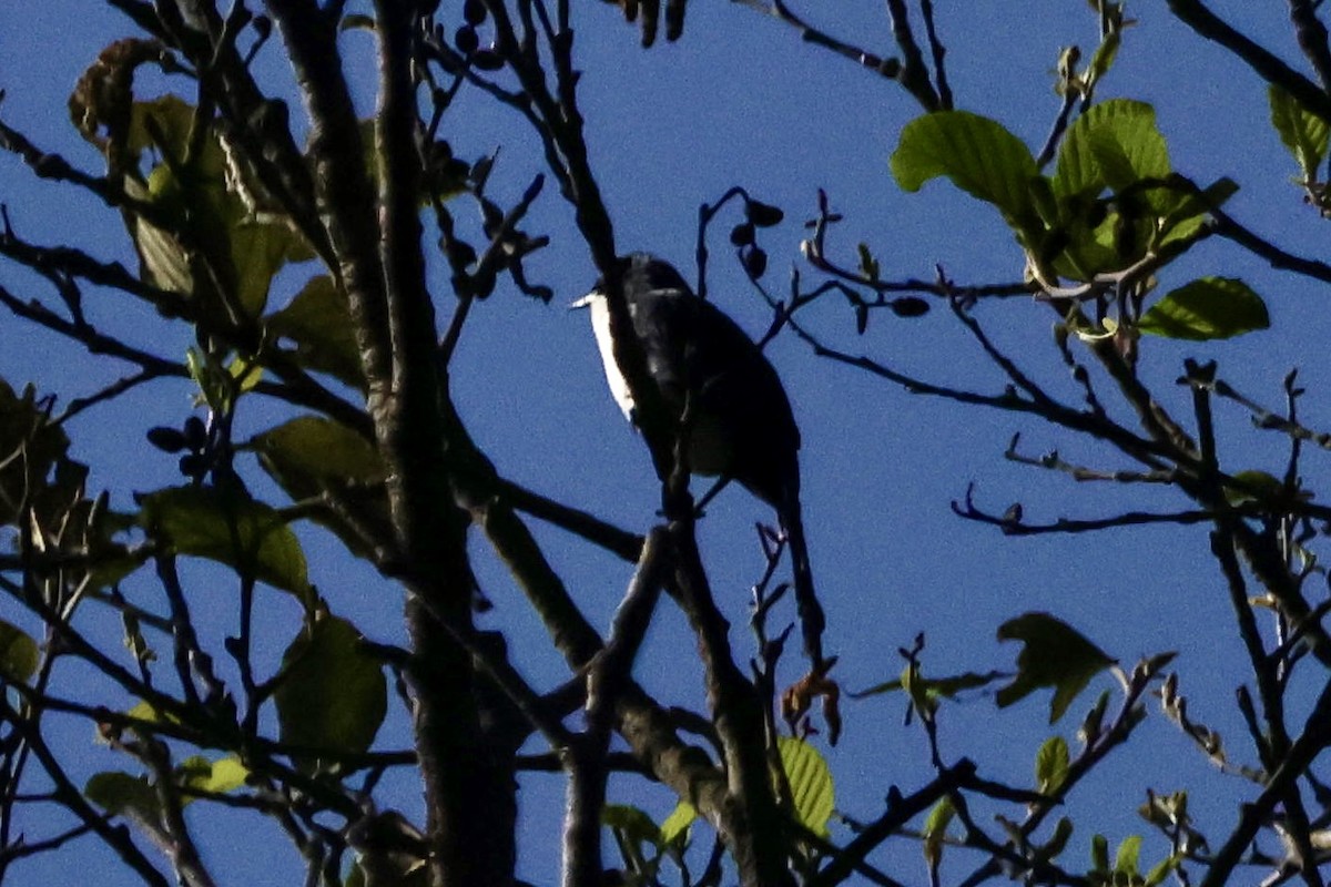 Blue-and-white Mockingbird - ML634934378