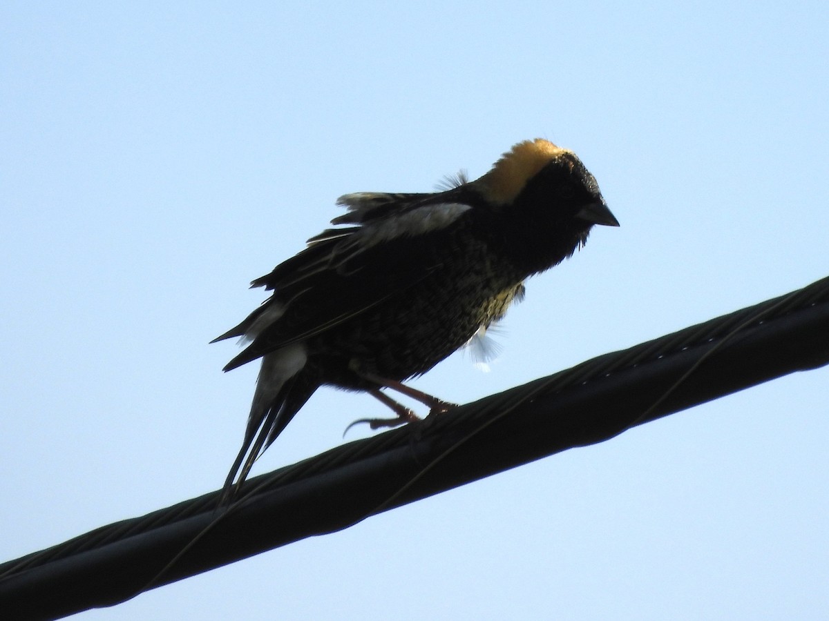Bobolink - ML634934459