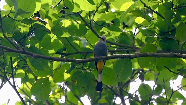 Gray Silky-flycatcher - ML634934467