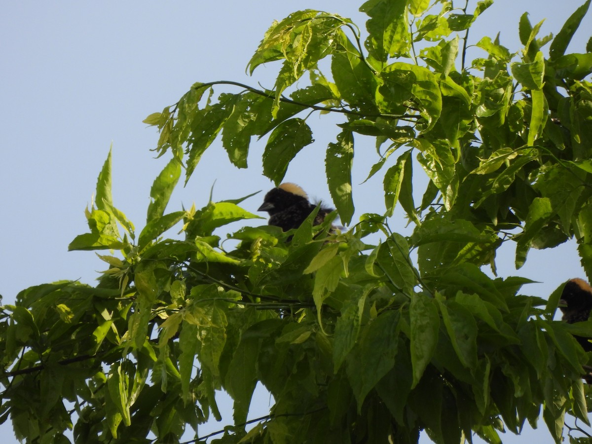Bobolink - ML634934470