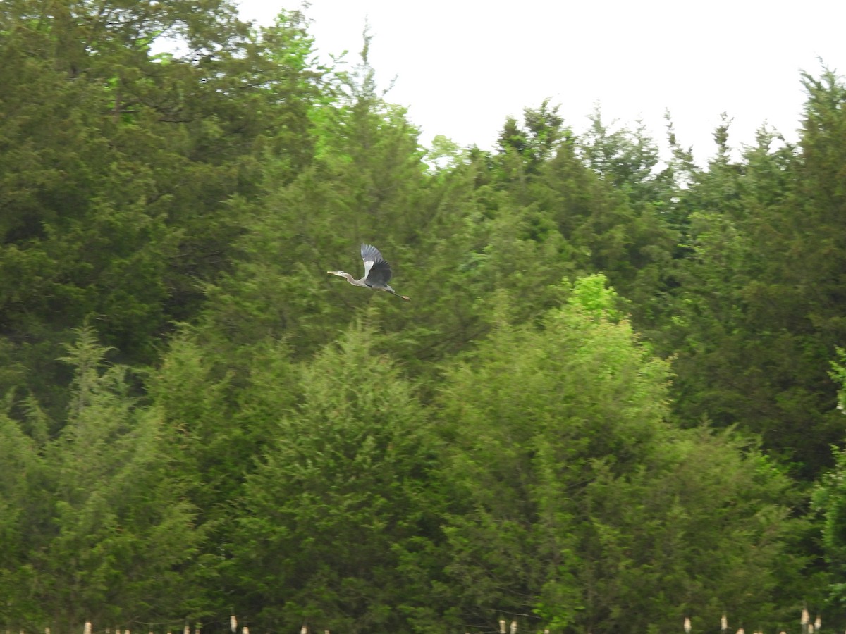 Great Blue Heron - ML634934627