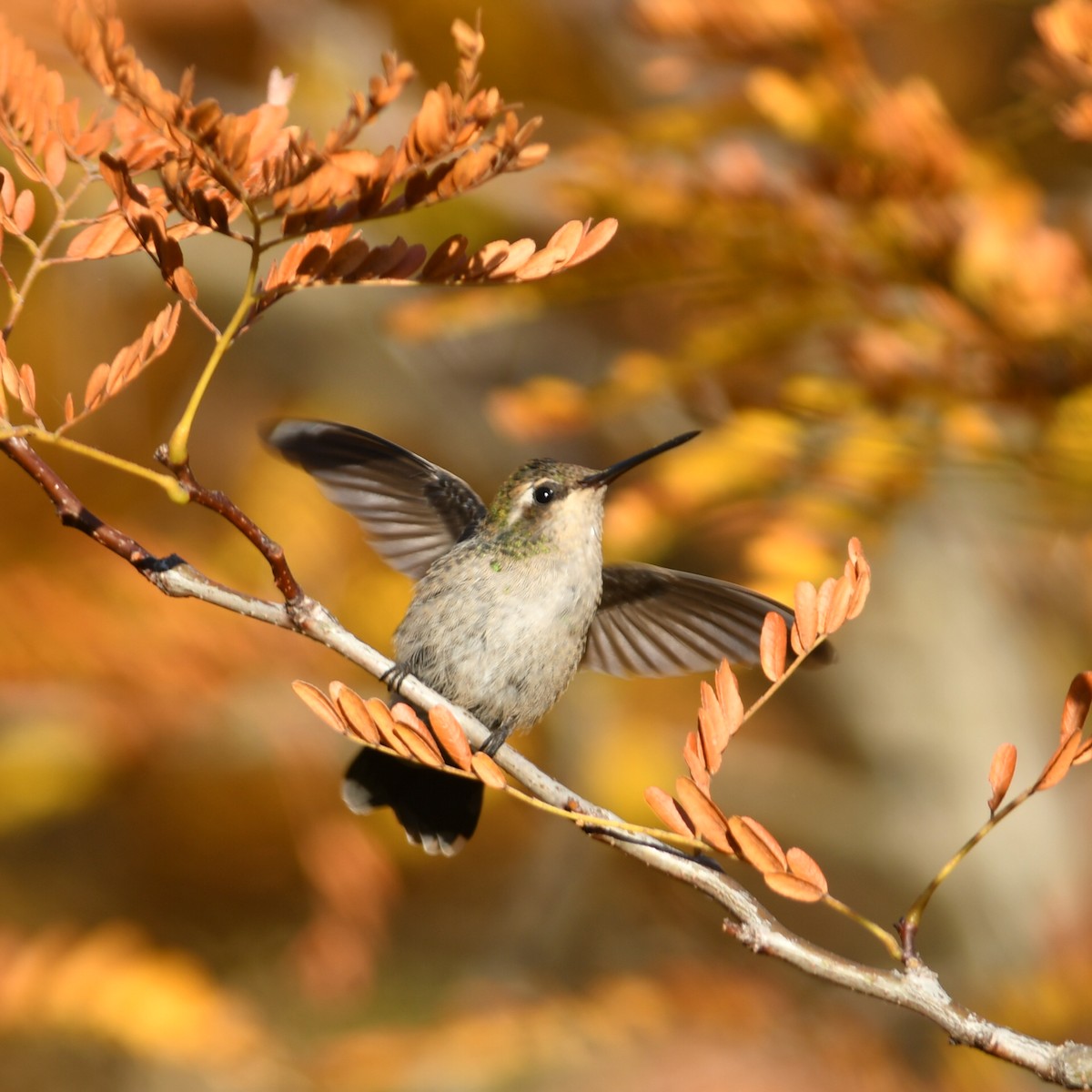 Glittering-bellied Emerald - ML634934633
