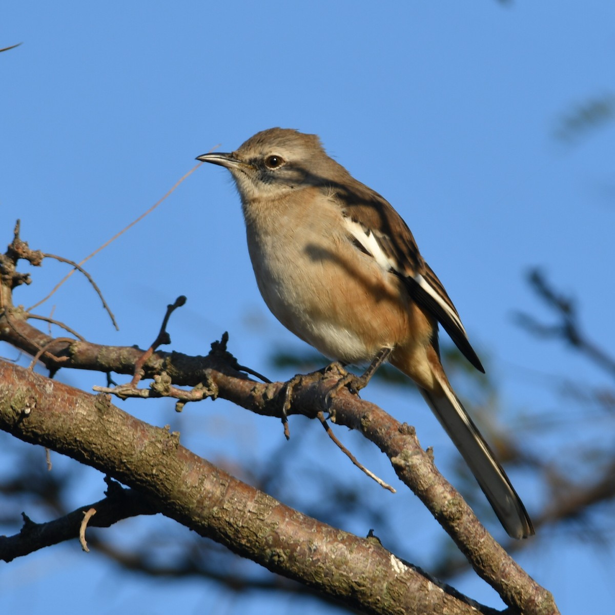White-banded Mockingbird - ML634934641