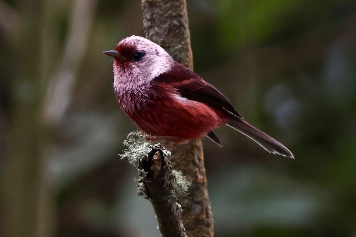 rosenparula - ML634934673