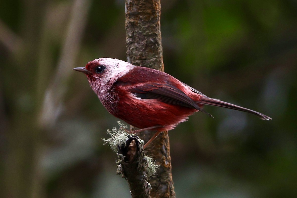 rosenparula - ML634934674