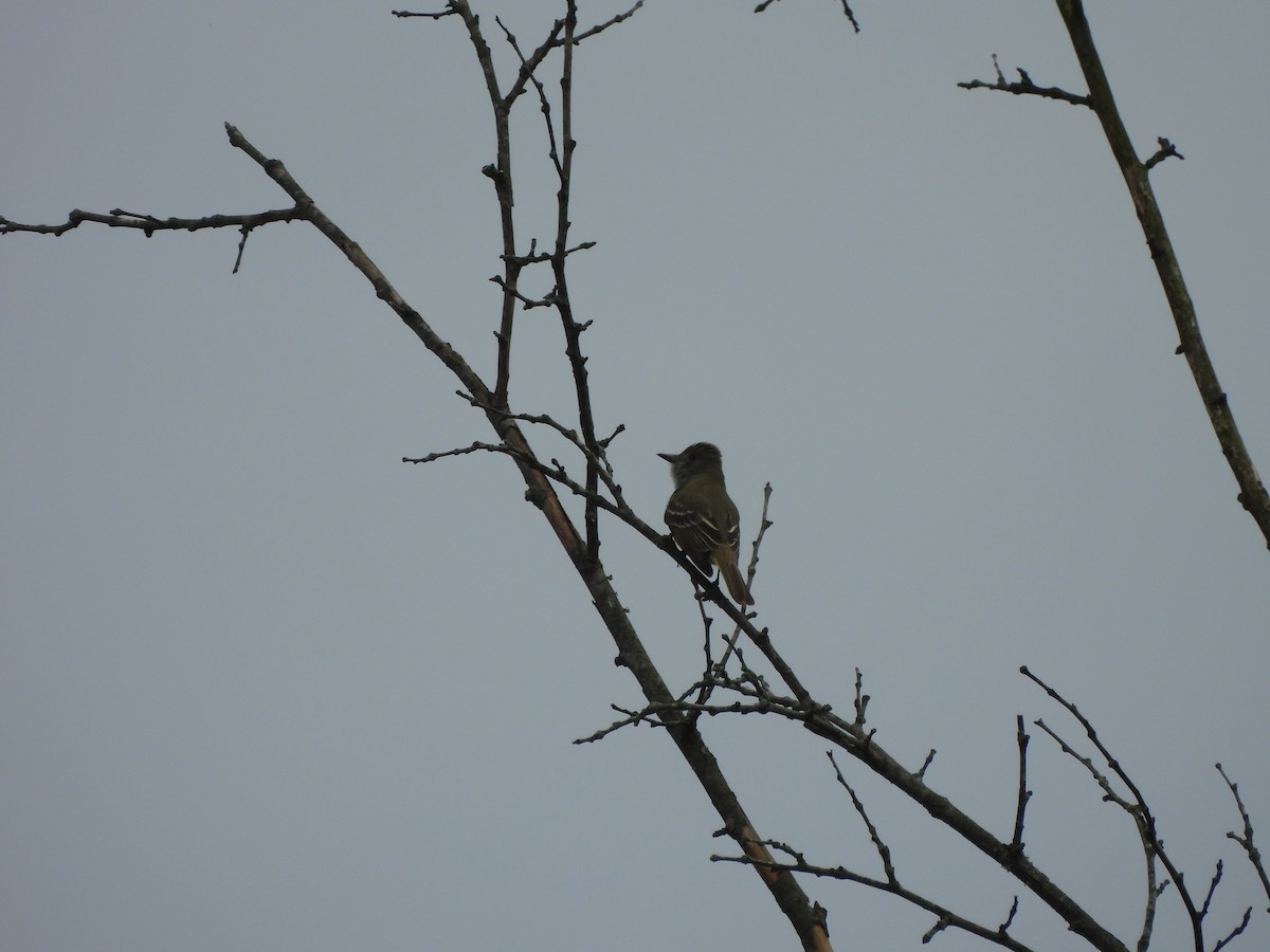 Great Crested Flycatcher - ML634934711
