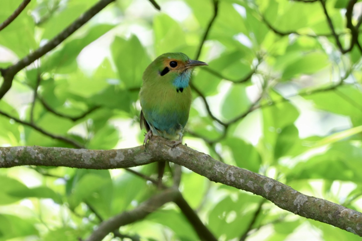 Blue-throated Motmot - ML634934718