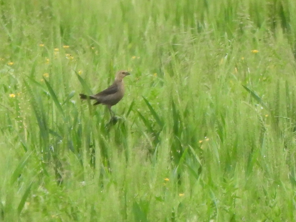 Brown-headed Cowbird - ML634934725