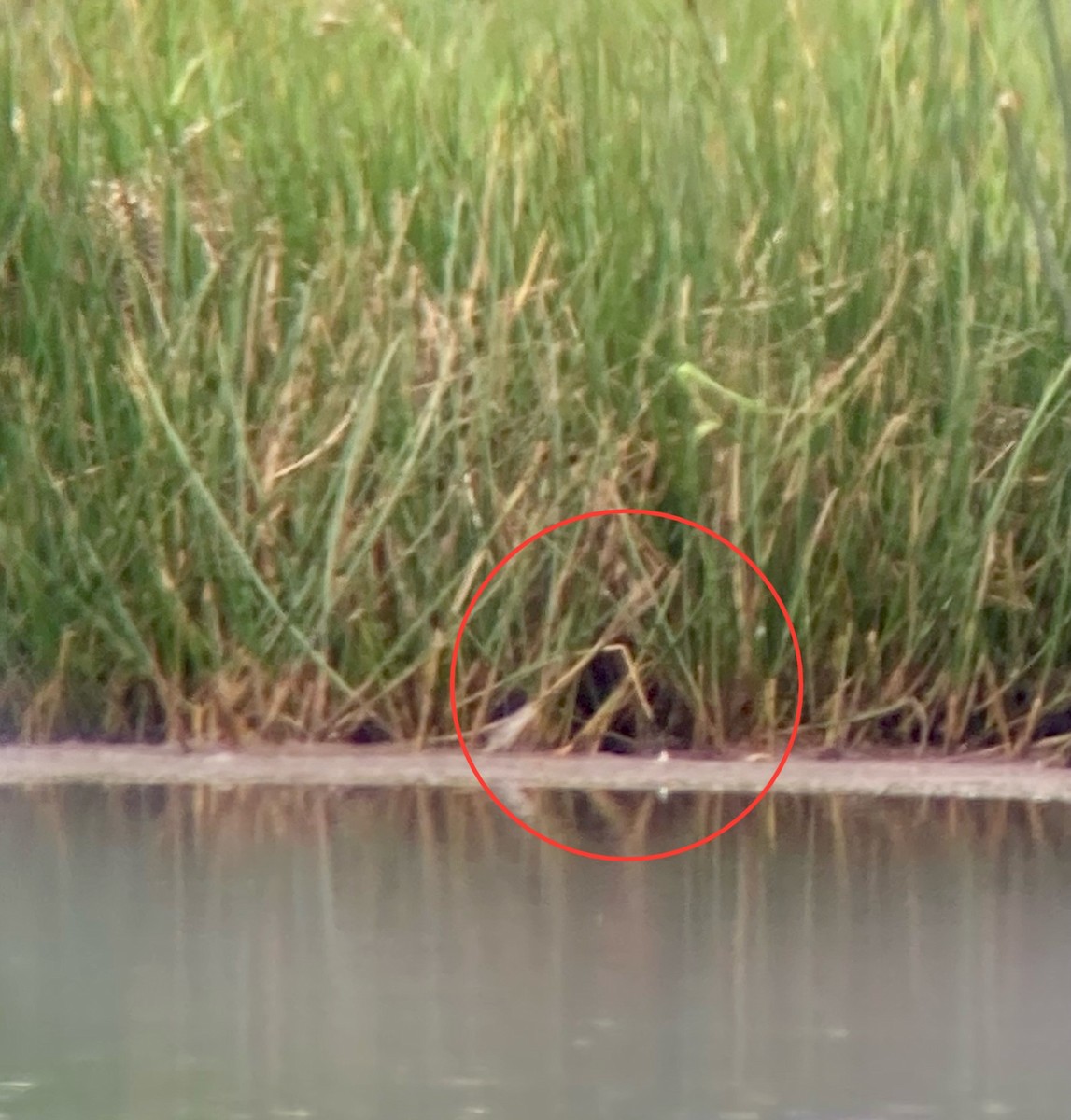 Jack Snipe - ML634934754