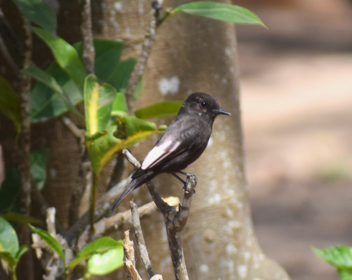 Vermilion Flycatcher (obscurus Group) - ML634934773