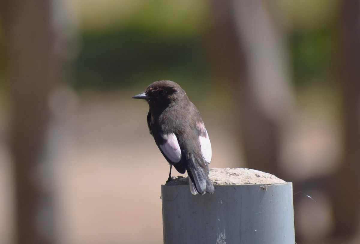 Vermilion Flycatcher (obscurus Group) - ML634934774