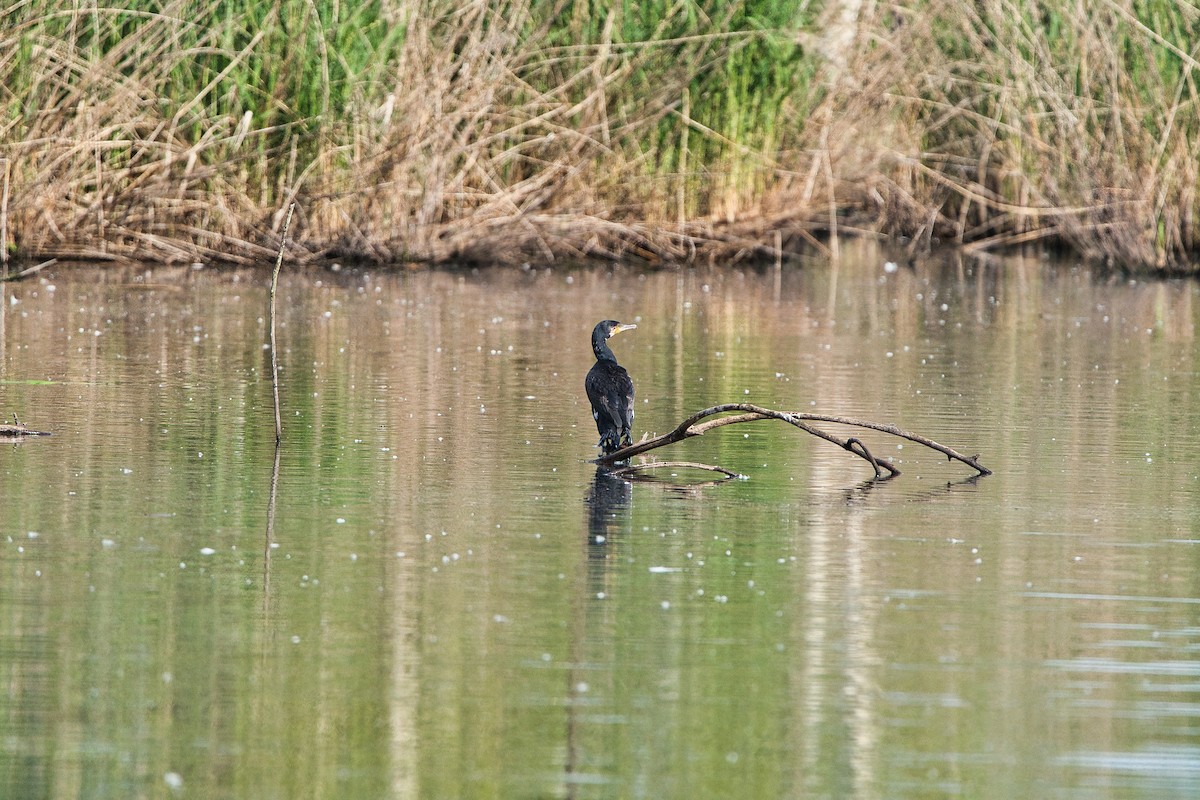 Great Cormorant - ML634934888