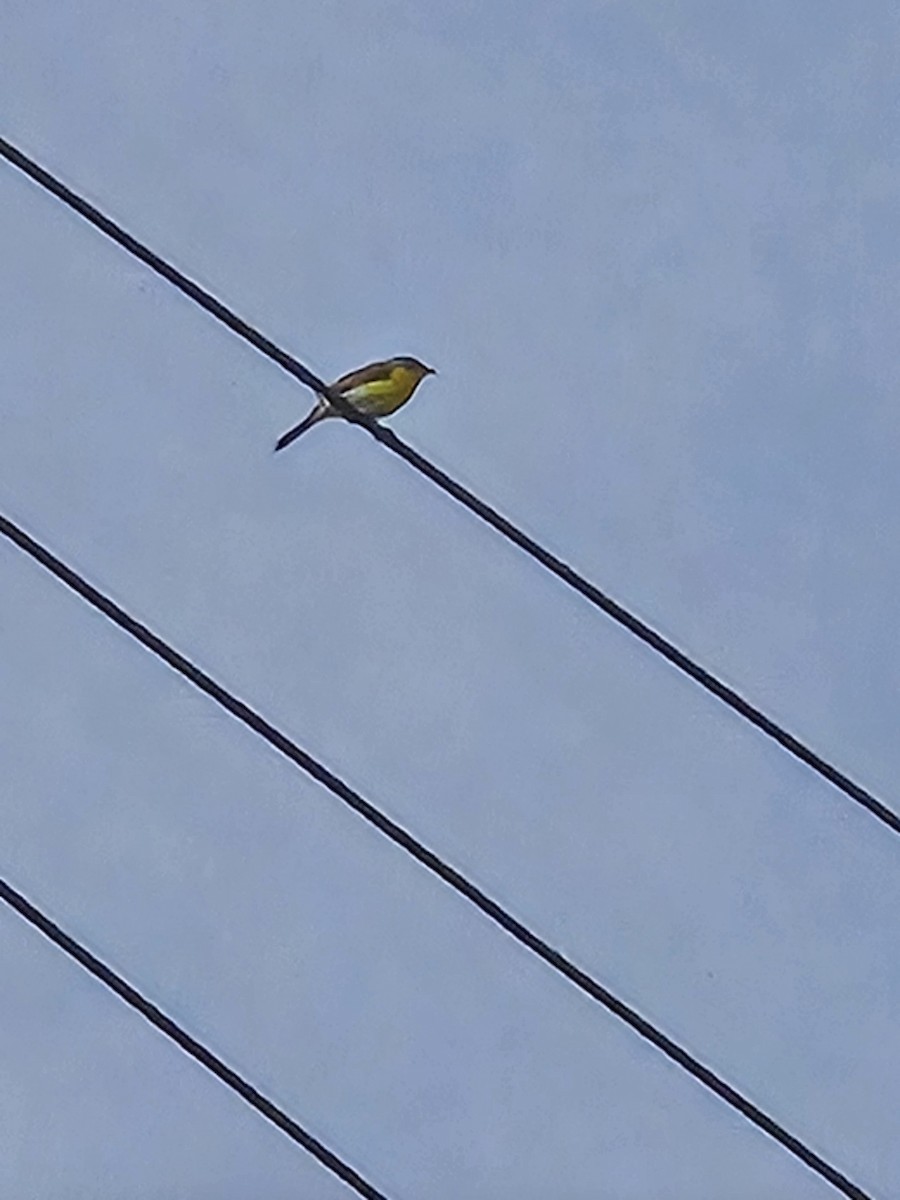 Yellow-breasted Chat - ML634934926