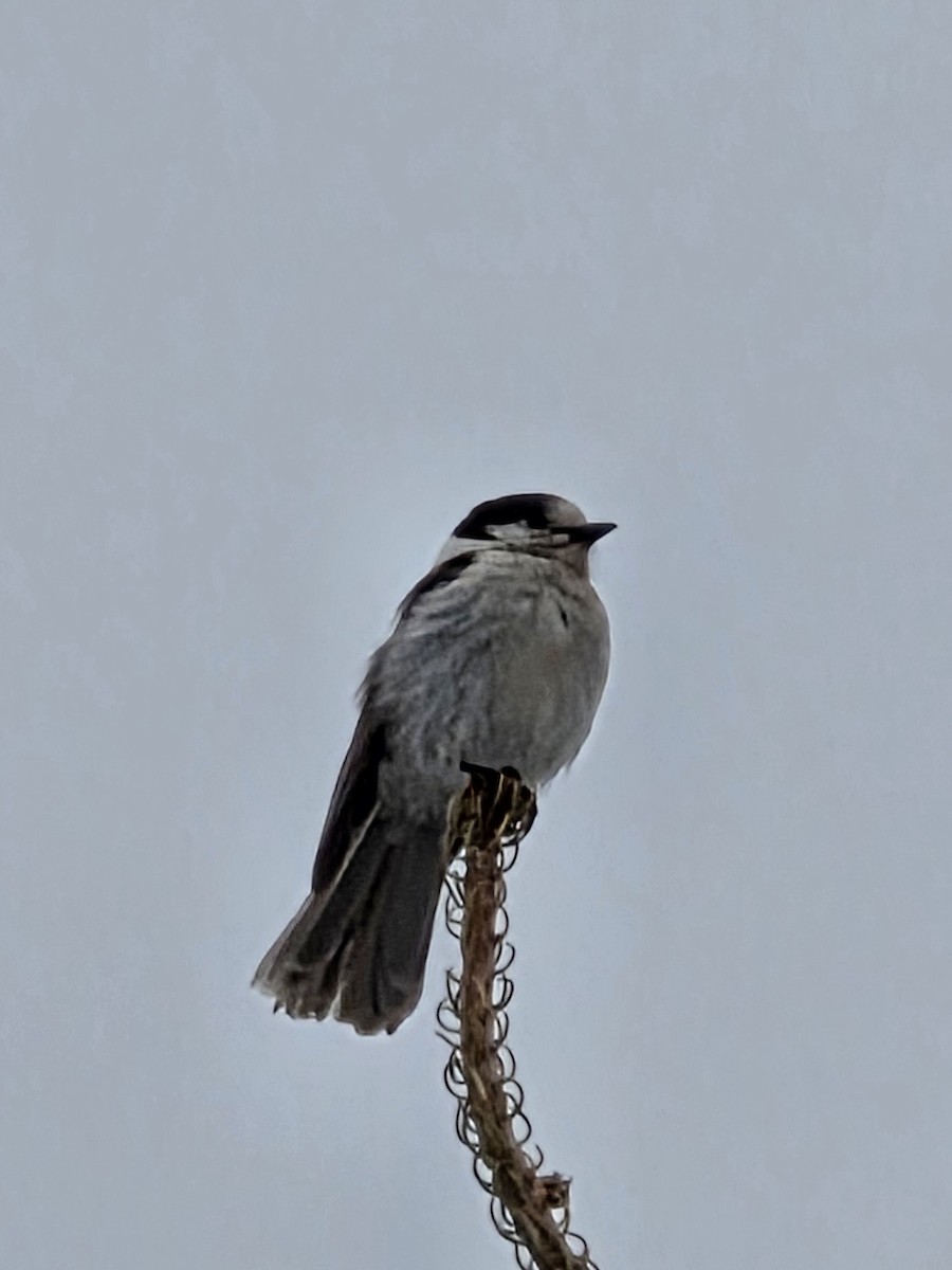 Canada Jay - ML634934942