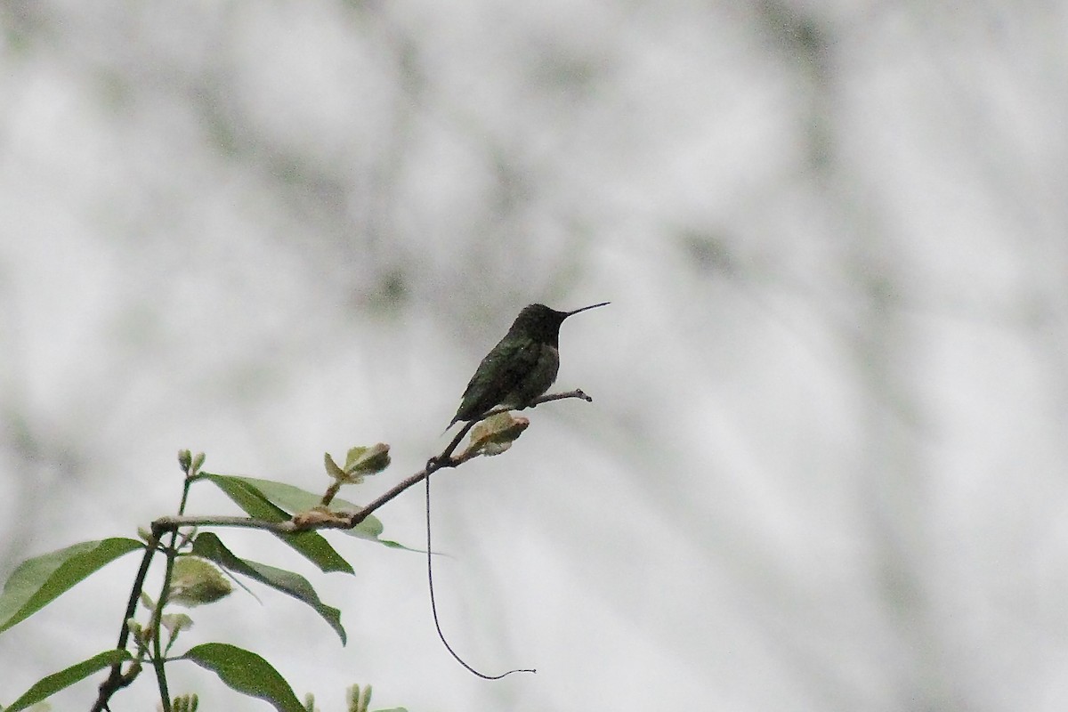Ruby-throated Hummingbird - ML634934944