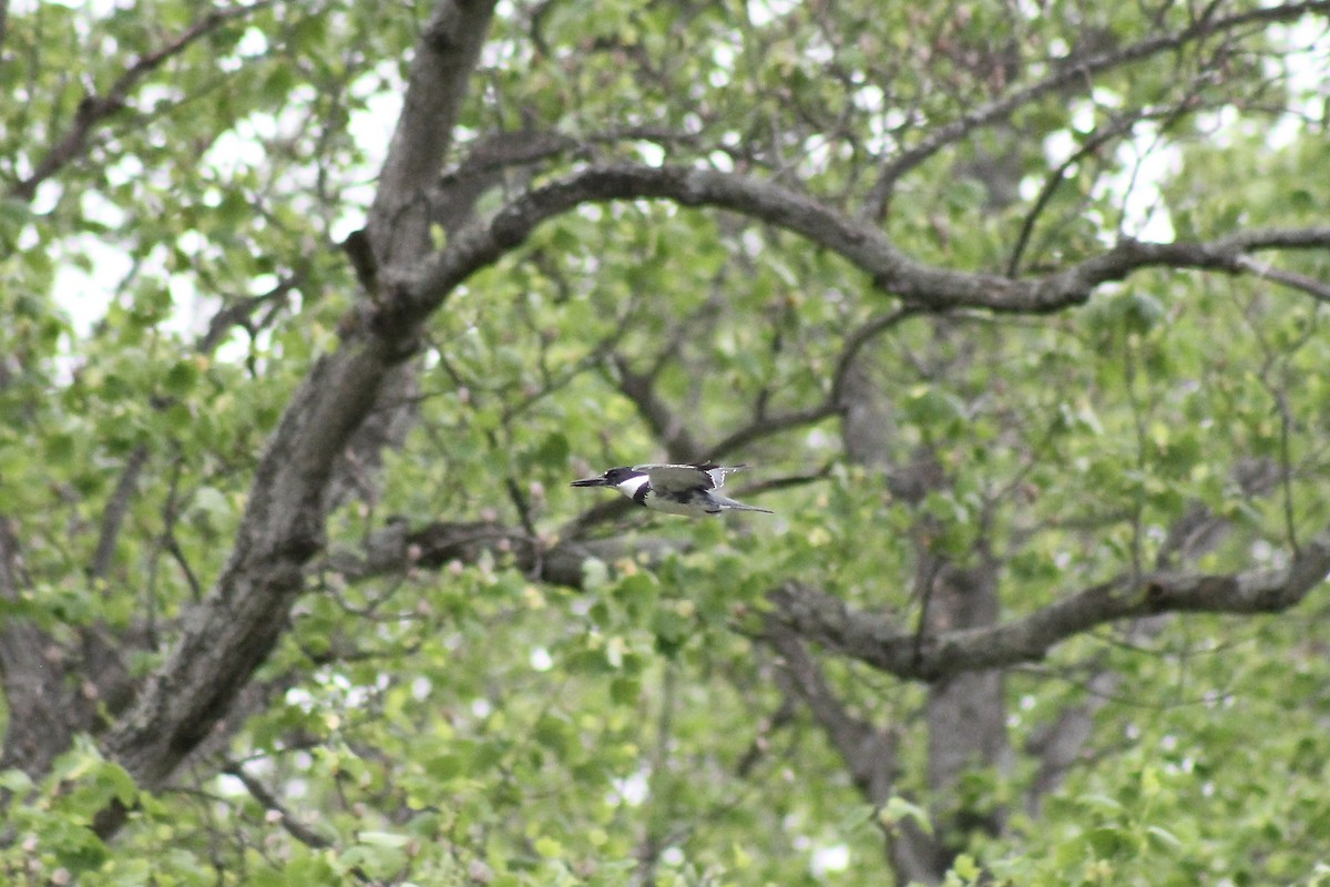 Belted Kingfisher - ML634934963