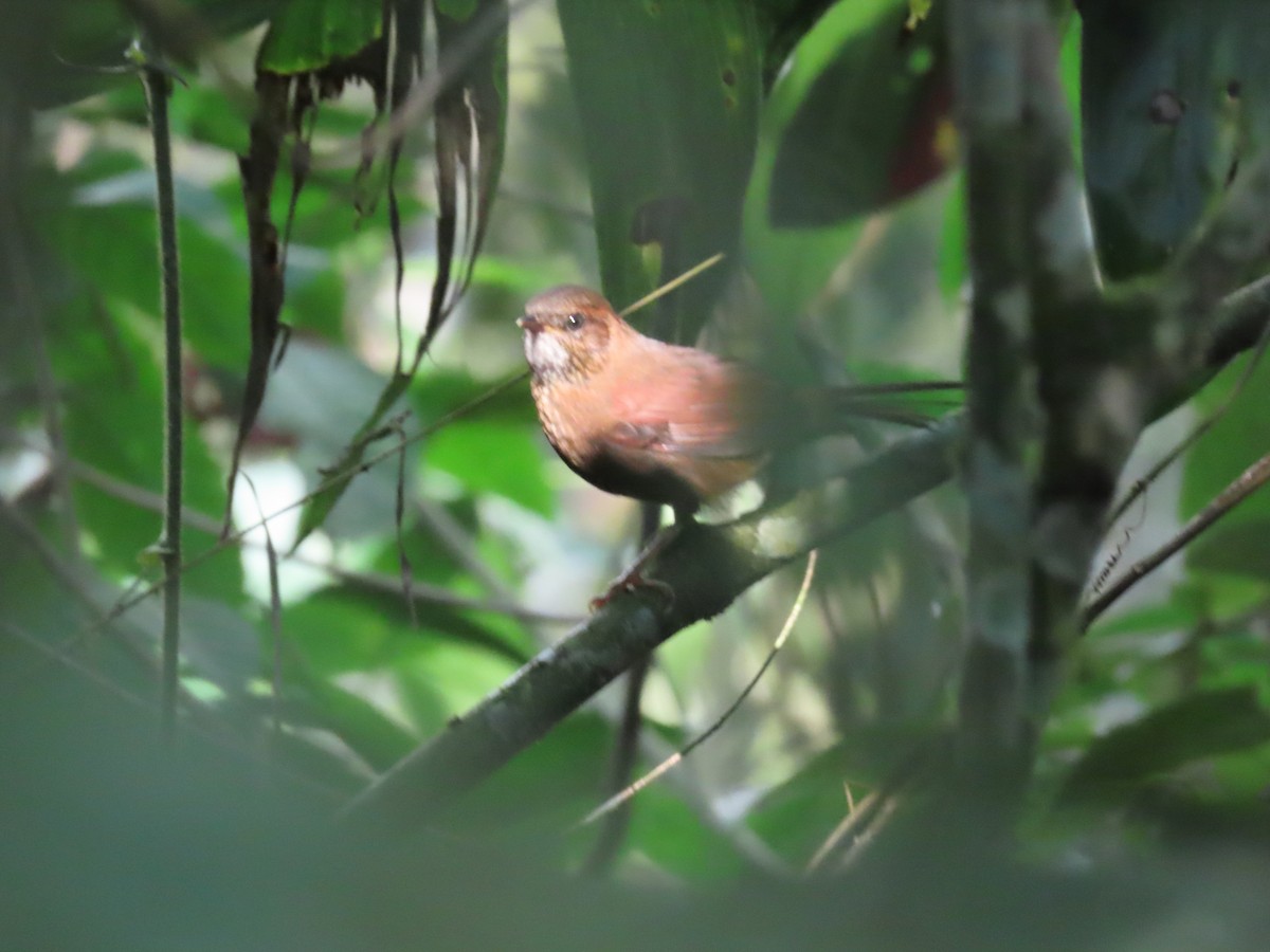 Stripe-breasted Spinetail - ML634934986
