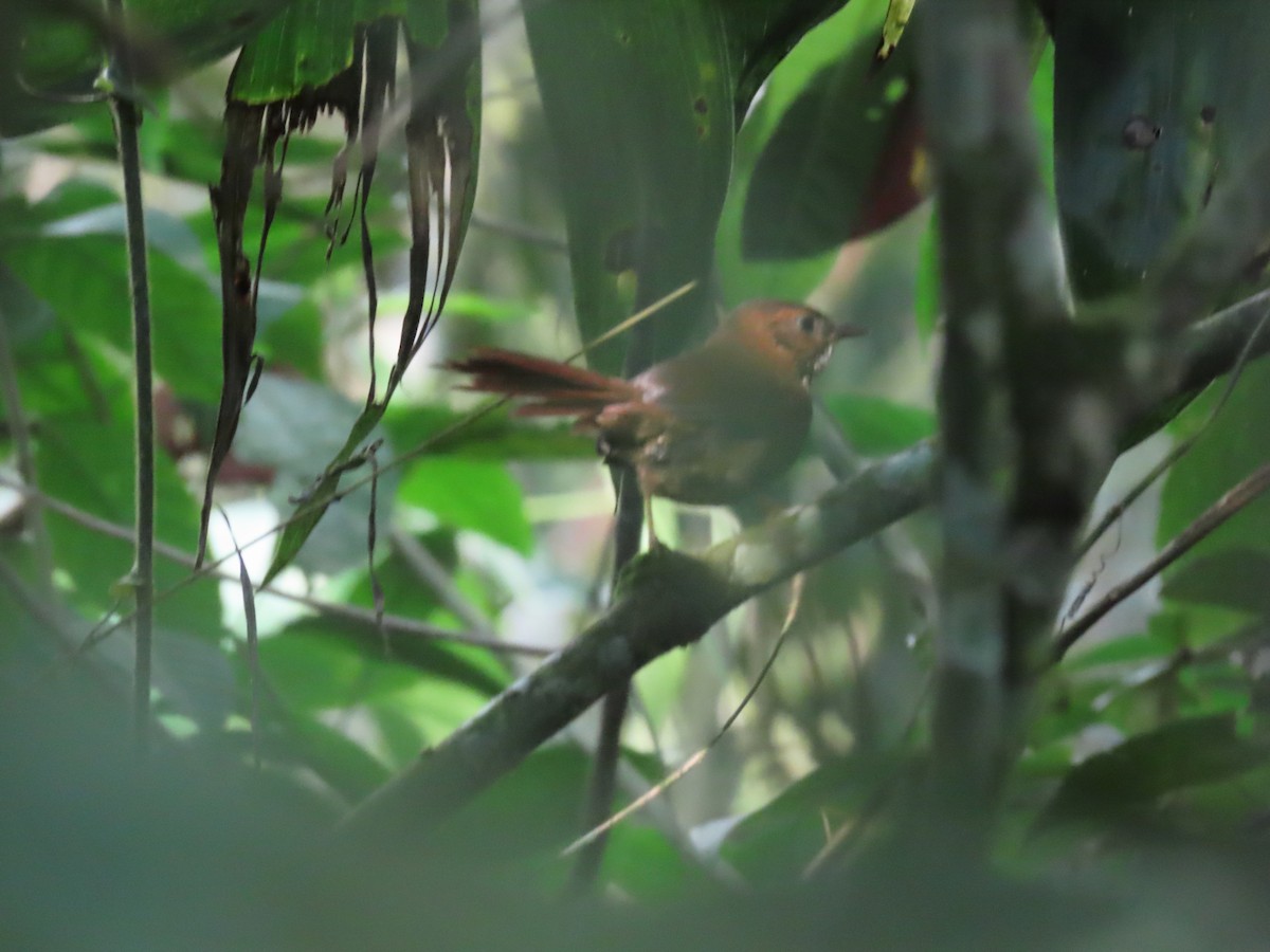 Stripe-breasted Spinetail - ML634934987