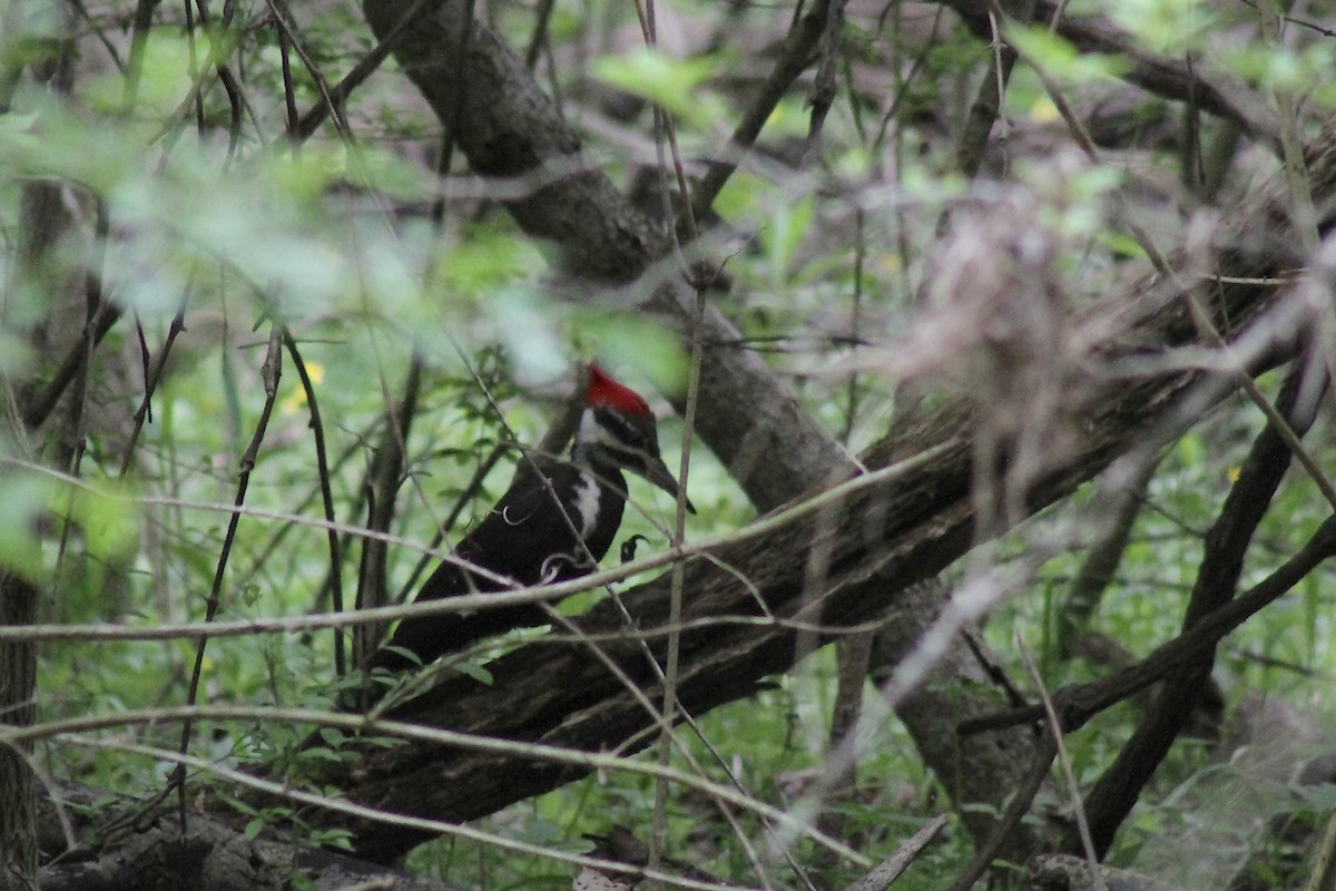 Pileated Woodpecker - ML634934990