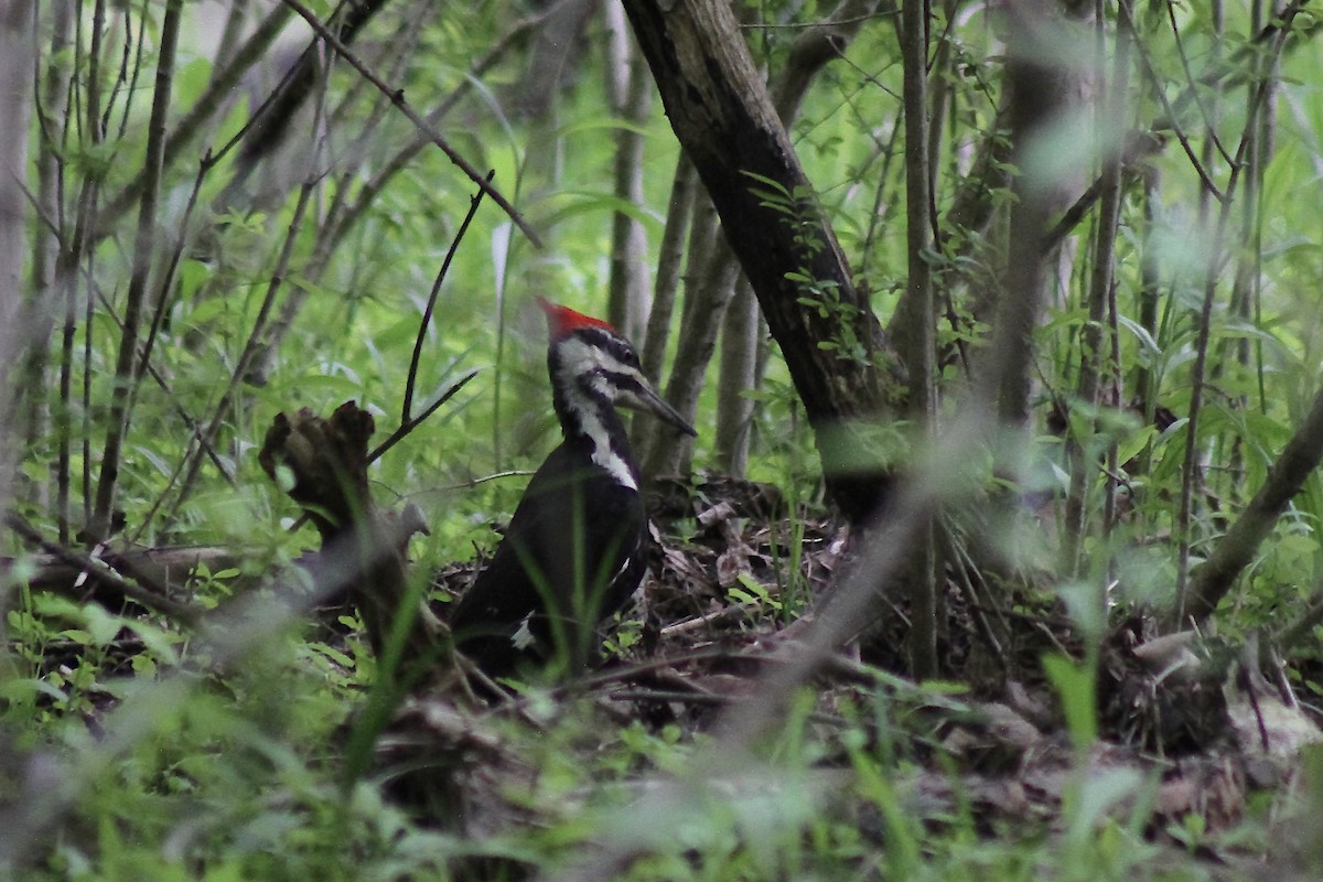 Pileated Woodpecker - ML634934991