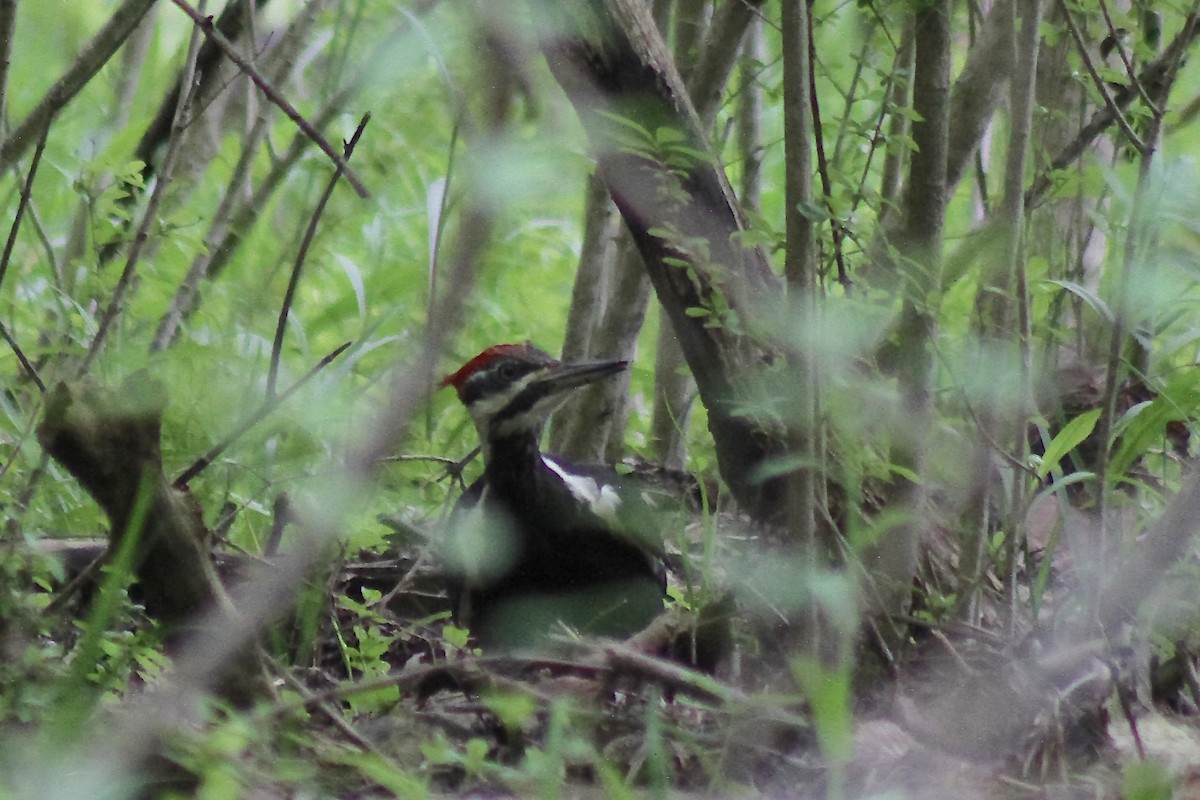Pileated Woodpecker - ML634934992