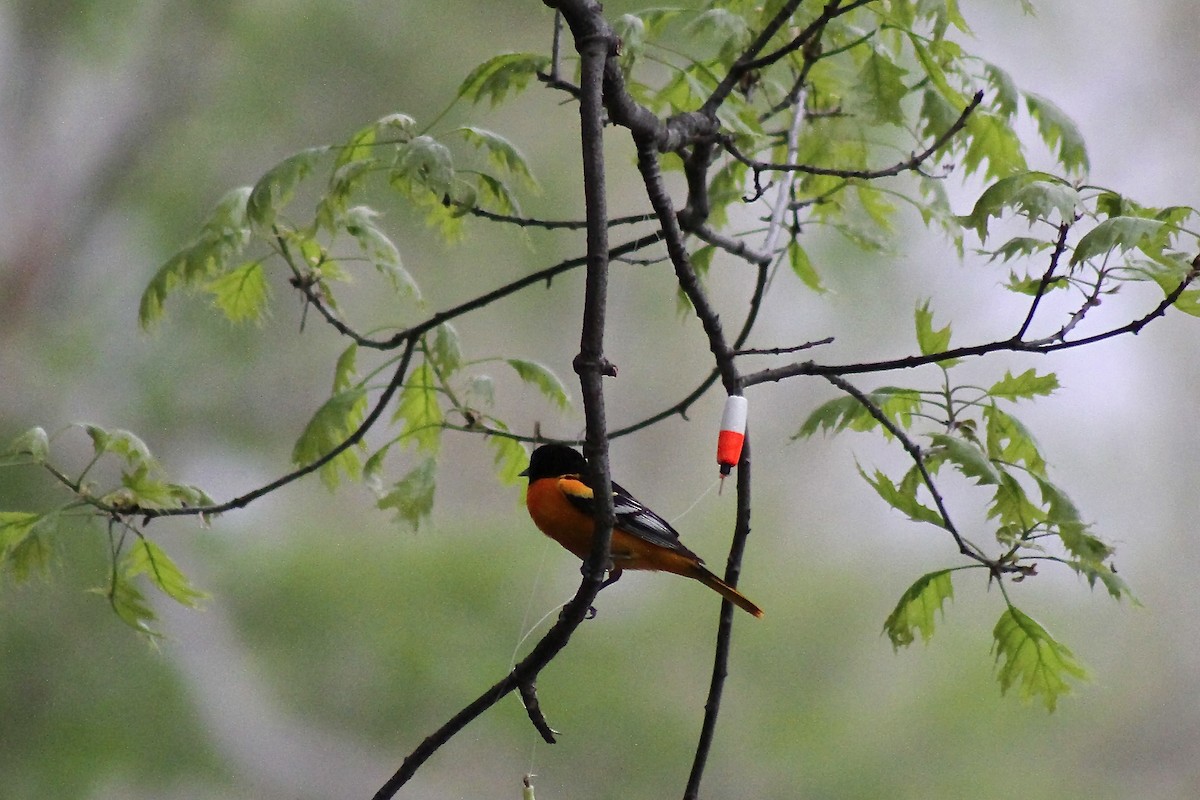 Baltimore Oriole - ML634935082