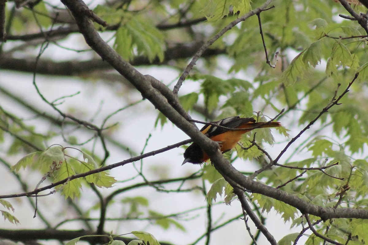 Baltimore Oriole - ML634935083