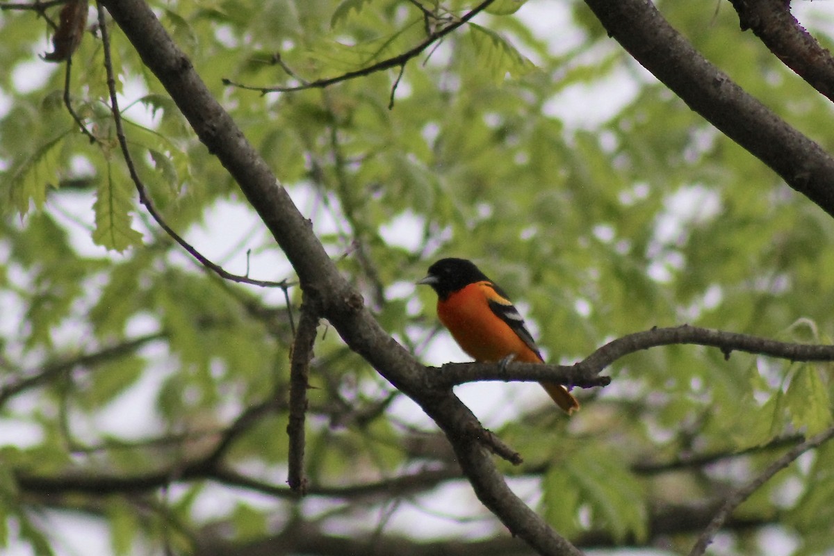 Baltimore Oriole - ML634935084