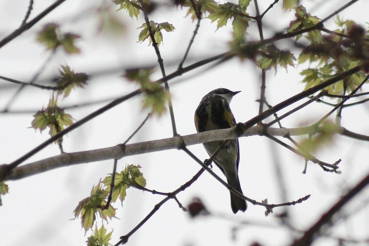 Yellow-rumped Warbler - ML634935093