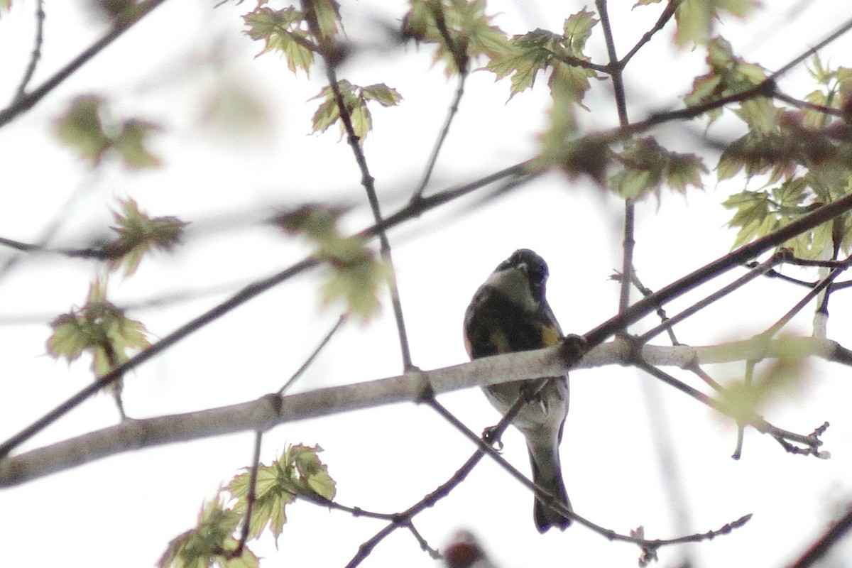 Yellow-rumped Warbler - ML634935094