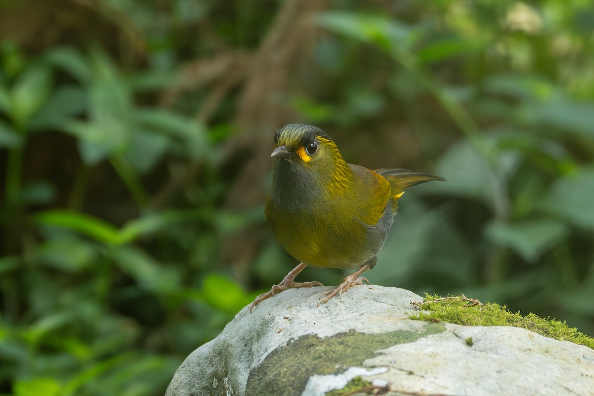 Taiwan Liocichla - ML634935250