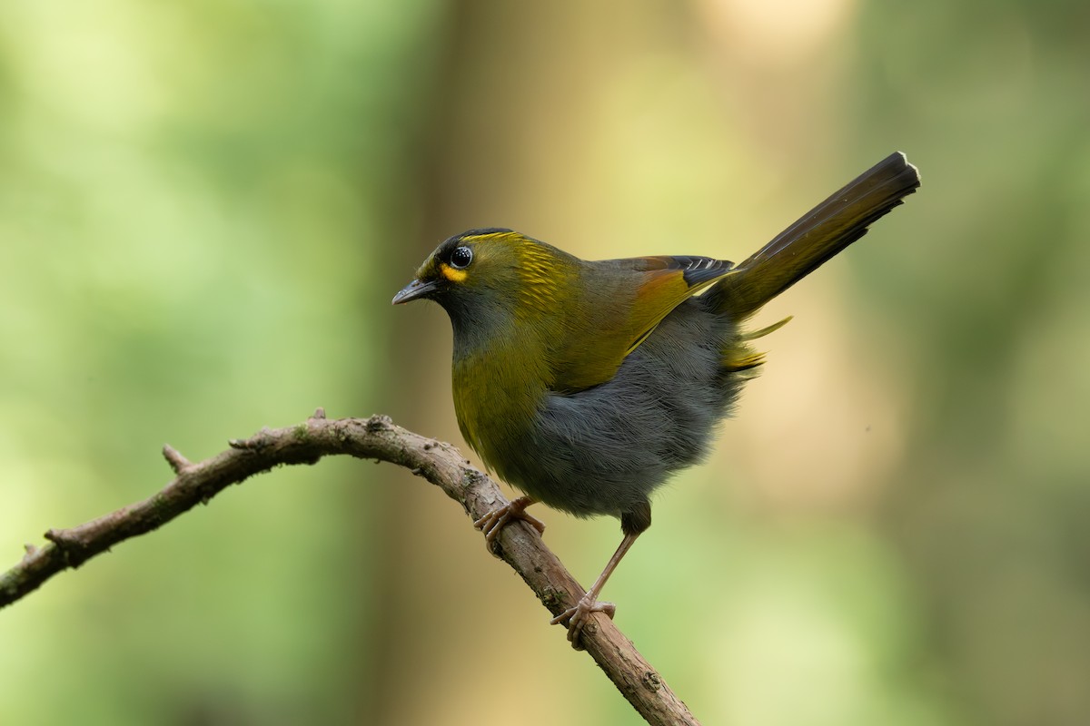 Taiwan Liocichla - ML634935251