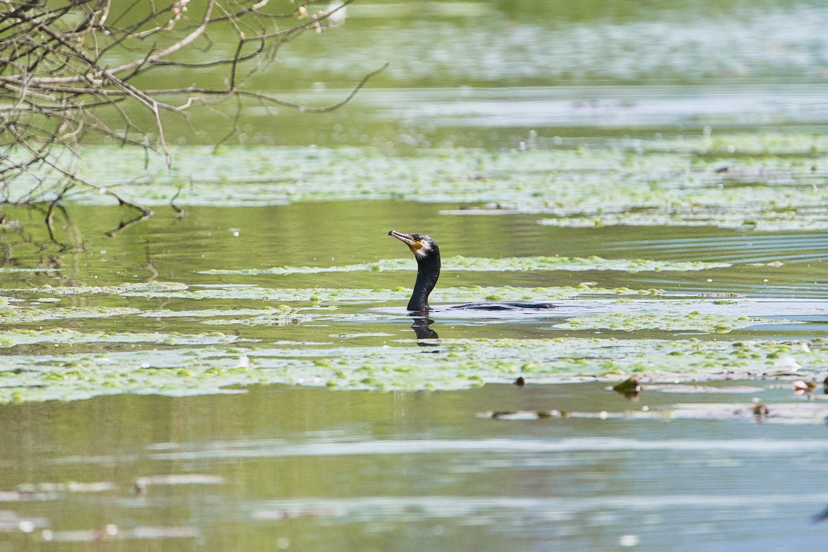 Great Cormorant - ML634935354