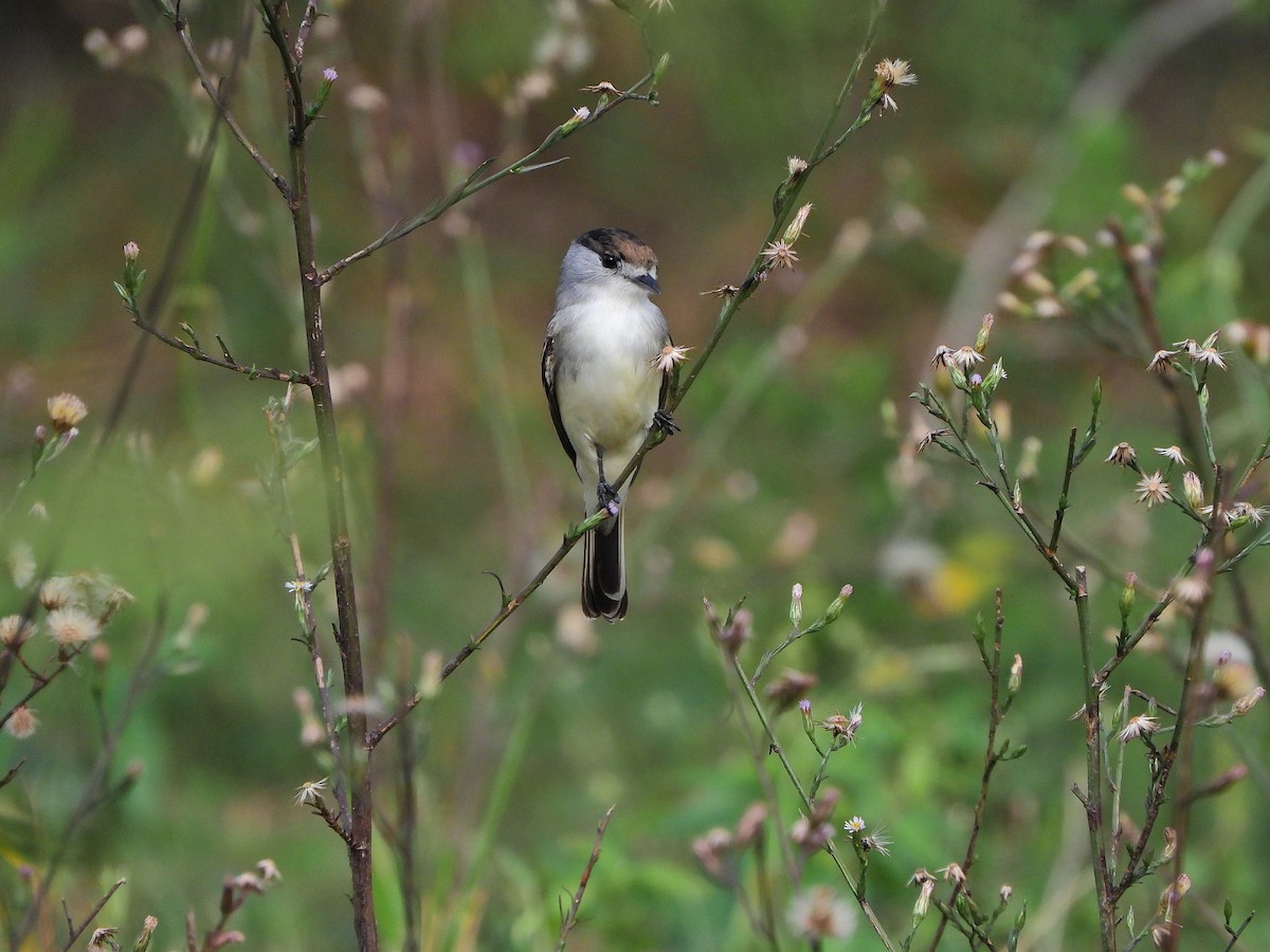 White-naped Xenopsaris - ML634935367