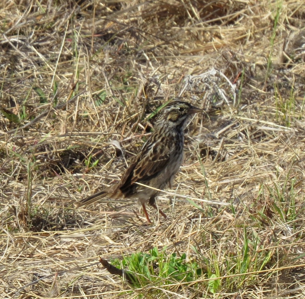 Savannah Sparrow - ML634935393