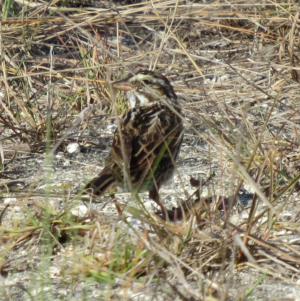 Savannah Sparrow - ML634935395