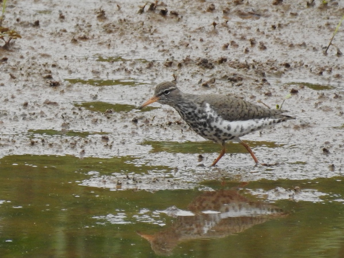Spotted Sandpiper - ML634935418