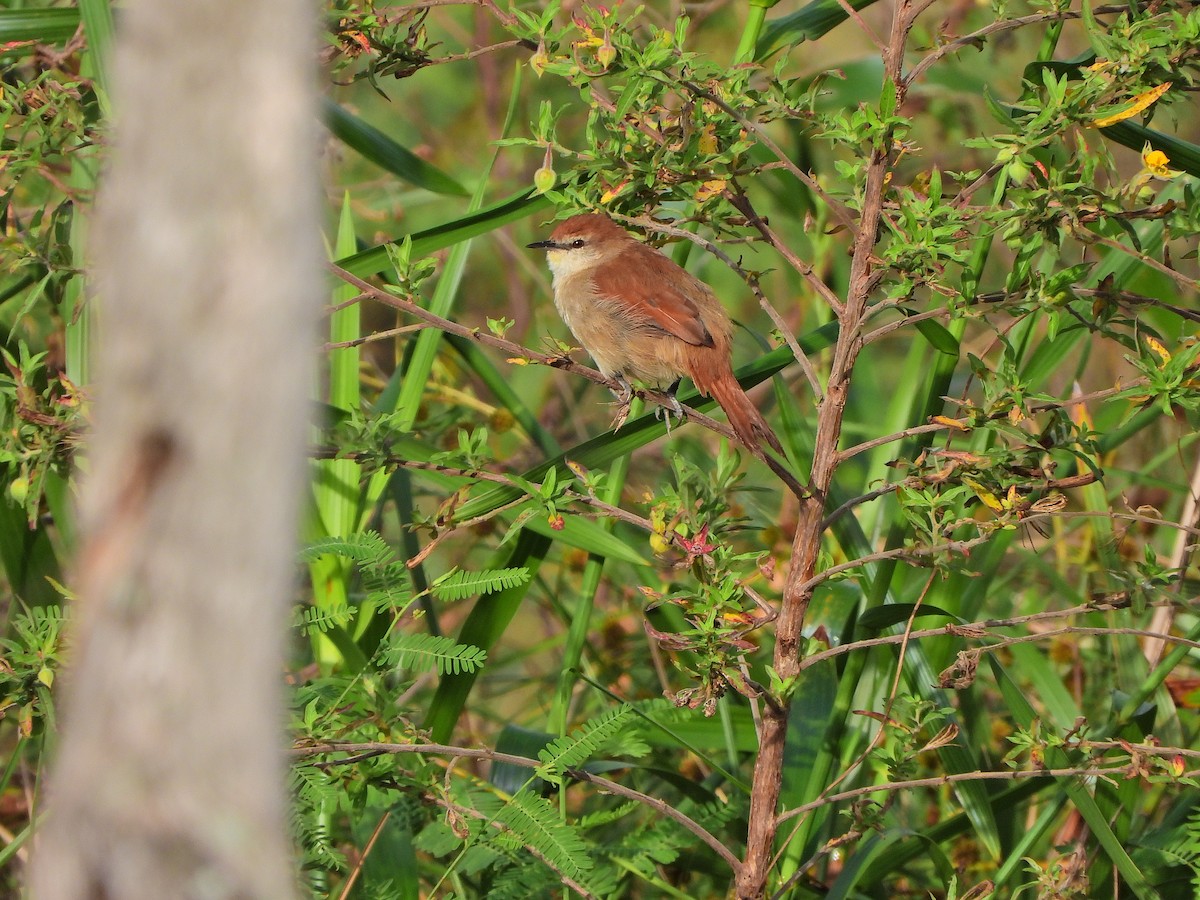 Yellow-chinned Spinetail - ML634935433